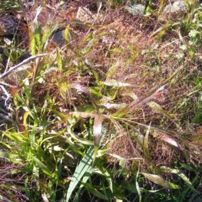 Panicum capillare/hillmanii (Exotic/Invasive Panic Grass) at Fyshwick, ACT - 23 Apr 2020 by MichaelMulvaney