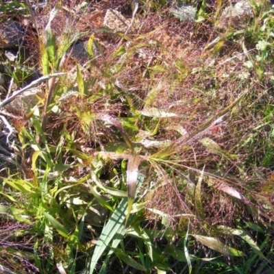Panicum capillare/hillmanii (Exotic/Invasive Panic Grass) at Fyshwick, ACT - 22 Apr 2020 by MichaelMulvaney