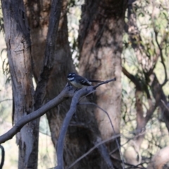 Rhipidura albiscapa (Grey Fantail) at Chisholm, ACT - 24 Apr 2020 by ChrisHolder