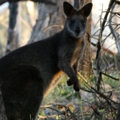 Wallabia bicolor at Deakin, ACT - 21 Apr 2020