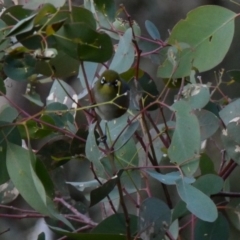 Zosterops lateralis (Silvereye) at Red Hill Nature Reserve - 21 Apr 2020 by TomT
