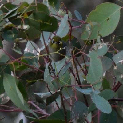 Zosterops lateralis (Silvereye) at Deakin, ACT - 21 Apr 2020 by TomT