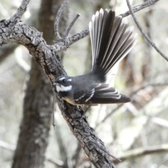 Rhipidura albiscapa (Grey Fantail) at Garran, ACT - 22 Apr 2020 by TomT