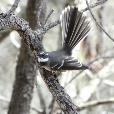 Rhipidura albiscapa (Grey Fantail) at Garran, ACT - 22 Apr 2020 by TomT