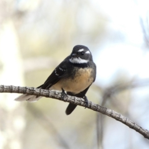 Rhipidura albiscapa at Garran, ACT - 22 Apr 2020