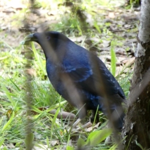 Ptilonorhynchus violaceus at Red Hill, ACT - 22 Apr 2020