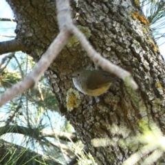 Acanthiza pusilla (Brown Thornbill) at Red Hill Nature Reserve - 23 Apr 2020 by TomT