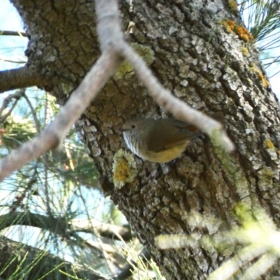 Acanthiza pusilla (Brown Thornbill) at Red Hill, ACT - 23 Apr 2020 by TomT