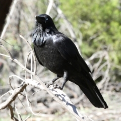 Corvus coronoides (Australian Raven) at Red Hill Nature Reserve - 23 Apr 2020 by TomT