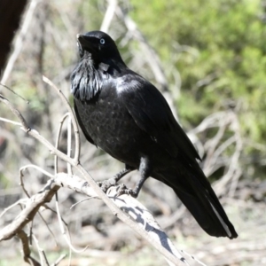 Corvus coronoides at Red Hill, ACT - 24 Apr 2020