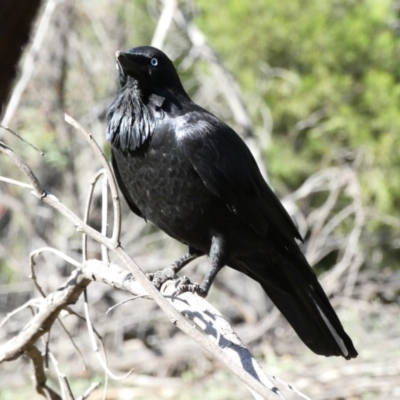 Corvus coronoides (Australian Raven) at Red Hill Nature Reserve - 23 Apr 2020 by TomT