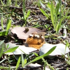 Heteronympha merope (Common Brown Butterfly) at Red Hill Nature Reserve - 22 Apr 2020 by TomT