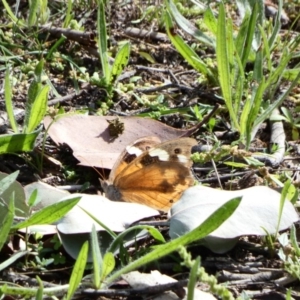 Heteronympha merope at Red Hill, ACT - 22 Apr 2020