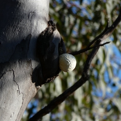 Unidentified Fungus at Red Hill Nature Reserve - 23 Apr 2020 by TomT