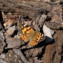 Vanessa kershawi (Australian Painted Lady) at Red Hill Nature Reserve - 23 Apr 2020 by TomT