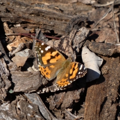 Vanessa kershawi (Australian Painted Lady) at Red Hill Nature Reserve - 23 Apr 2020 by TomT