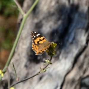 Vanessa kershawi at Red Hill, ACT - 24 Apr 2020