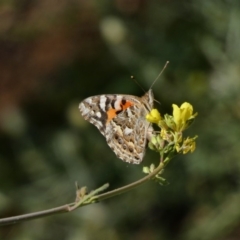 Vanessa kershawi at Red Hill, ACT - 24 Apr 2020