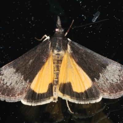 Uresiphita ornithopteralis (Tree Lucerne Moth) at Ainslie, ACT - 23 Apr 2020 by jbromilow50