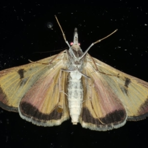 Uresiphita ornithopteralis at Ainslie, ACT - 23 Apr 2020