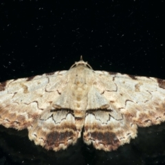 Sandava xylistis (Rusty Snout) at Ainslie, ACT - 23 Apr 2020 by jb2602