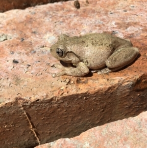 Litoria peronii at Lower Boro, NSW - 31 Oct 2017