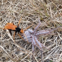 Cryptocheilus sp. (genus) (Spider wasp) at Lower Boro, NSW - 20 Jan 2017 by mcleana