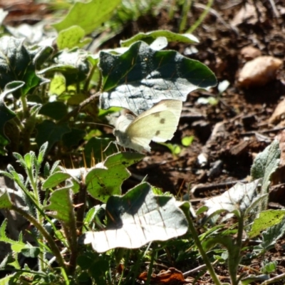 Pieris rapae (Cabbage White) at Red Hill Nature Reserve - 23 Apr 2020 by TomT