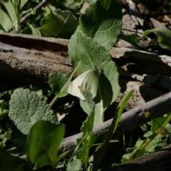 Pieris rapae at Red Hill, ACT - 24 Apr 2020