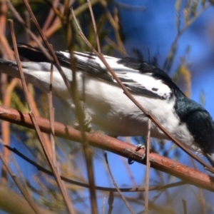 Lalage tricolor at Lower Boro, NSW - 28 Sep 2019 02:26 PM