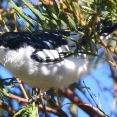 Lalage tricolor at Lower Boro, NSW - 28 Sep 2019 02:26 PM