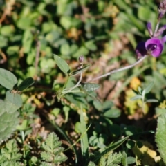 Glycine clandestina (Twining Glycine) at Hughes, ACT - 23 Apr 2020 by LisaH