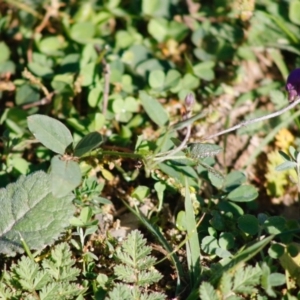 Glycine clandestina at Hughes, ACT - 23 Apr 2020