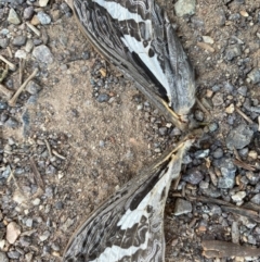 Abantiades atripalpis (Bardee grub/moth, Rain Moth) at Deakin, ACT - 24 Apr 2020 by LisaH