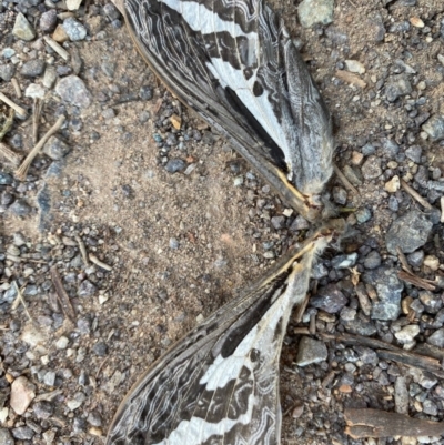 Abantiades atripalpis (Bardee grub/moth, Rain Moth) at Red Hill Nature Reserve - 23 Apr 2020 by LisaH