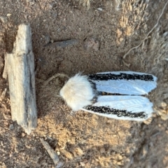 Oenosandra boisduvalii (Boisduval's Autumn Moth) at Hughes, ACT - 23 Apr 2020 by LisaH