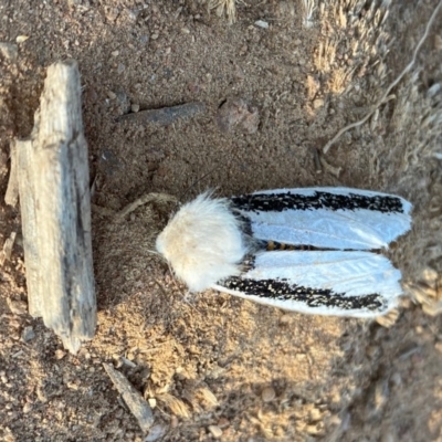 Oenosandra boisduvalii (Boisduval's Autumn Moth) at Hughes, ACT - 24 Apr 2020 by LisaH