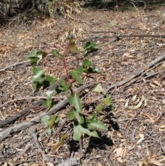 Brachychiton populneus subsp. populneus (Kurrajong) at The Pinnacle - 23 Apr 2020 by sangio7