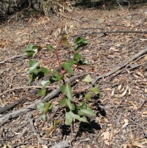 Brachychiton populneus subsp. populneus at Dunlop, ACT - 23 Apr 2020