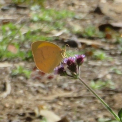 Eurema herla (Pink Grass-yellow) at Uriarra Village, ACT - 24 Apr 2020 by Christine