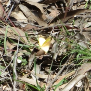 Eurema herla at Uriarra Village, ACT - 24 Apr 2020