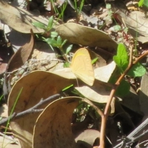 Eurema herla at Uriarra Village, ACT - 24 Apr 2020