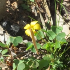 Eurema herla at Uriarra Village, ACT - 24 Apr 2020