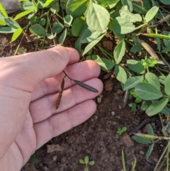 Glycine clandestina at Latham, ACT - 24 Apr 2020