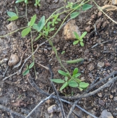 Glycine clandestina at Latham, ACT - 24 Apr 2020