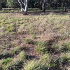 Digitaria brownii (Cotton Panic Grass) at Umbagong District Park - 23 Apr 2020 by MattM