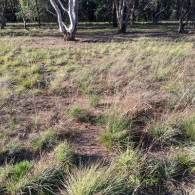 Digitaria brownii (Cotton Panic Grass) at Latham, ACT - 23 Apr 2020 by MattM