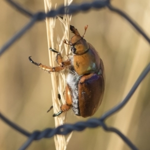 Anoplognathus montanus at Jindabyne, NSW - 26 Jan 2020