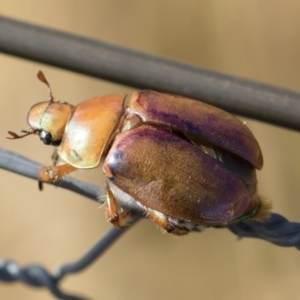 Anoplognathus montanus at Jindabyne, NSW - 26 Jan 2020