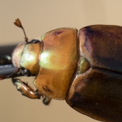 Anoplognathus montanus at Jindabyne, NSW - 26 Jan 2020